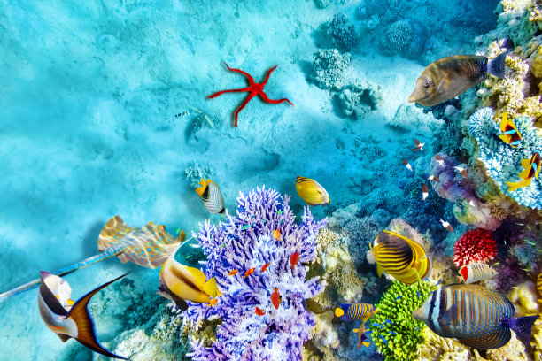 corals
