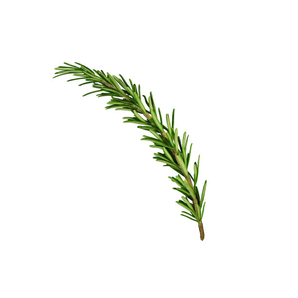rosemary