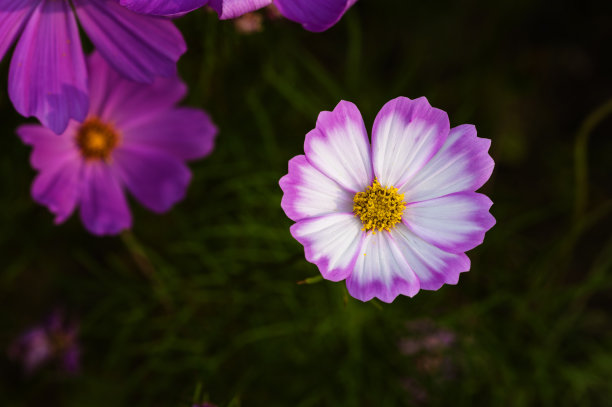 calliopsis