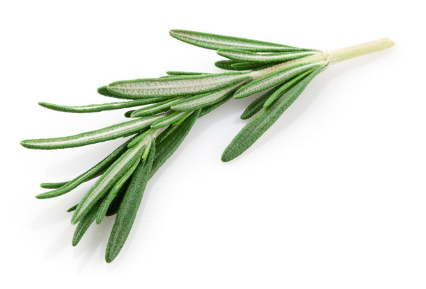 rosemary