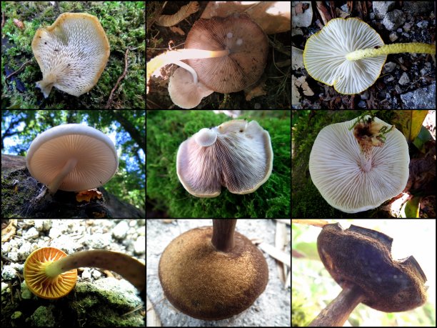 蘑菇群