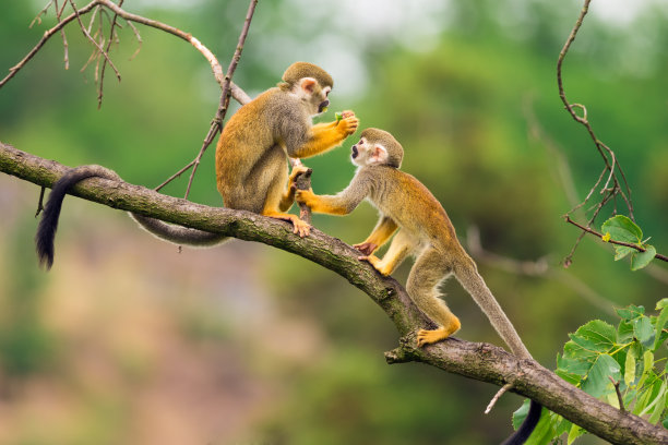 monkey