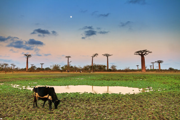 madagascar