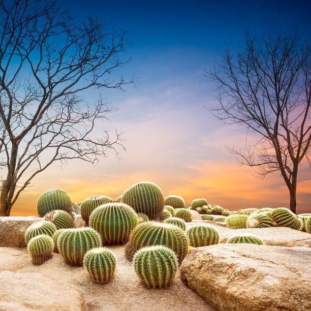 cactus