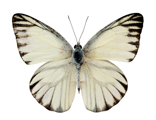 pieris