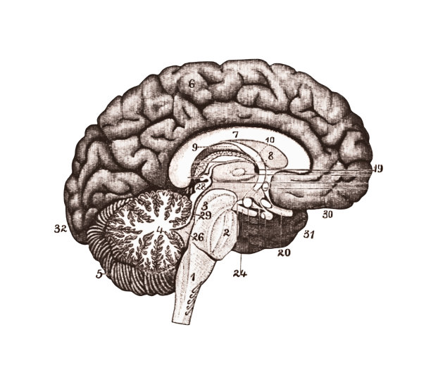 大脑神经