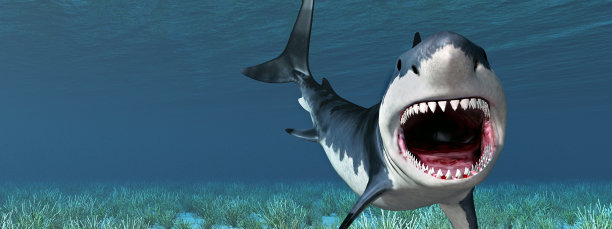 shark