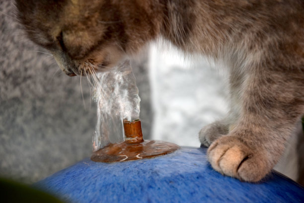 喝水的猫咪