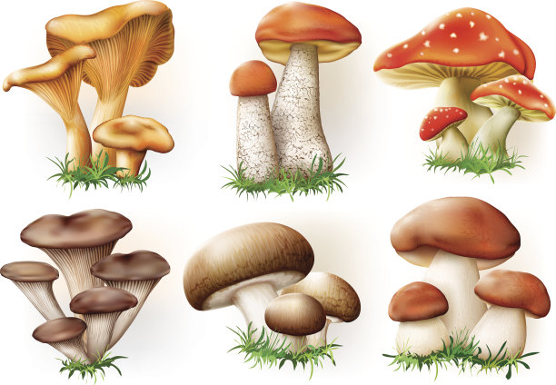 toadstool