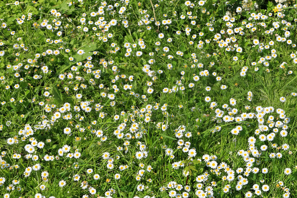 甘菊,草地,雏菊