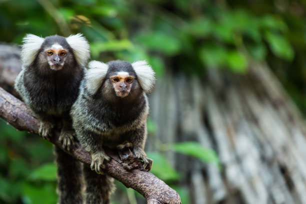 marmoset
