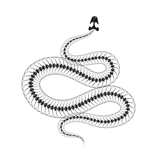 skeleton