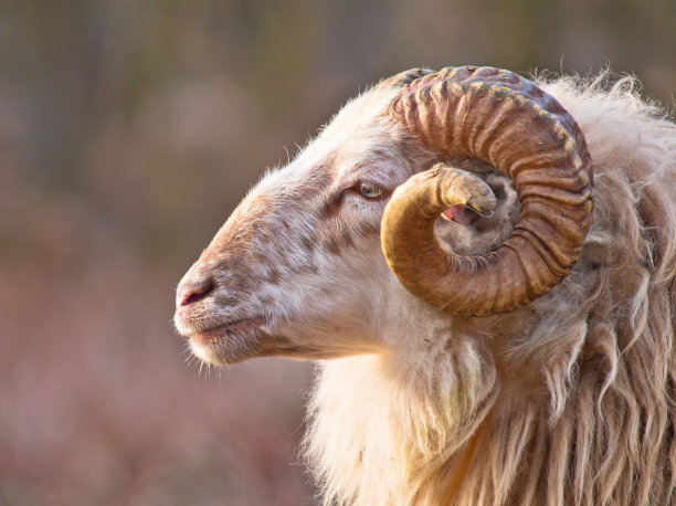 ram