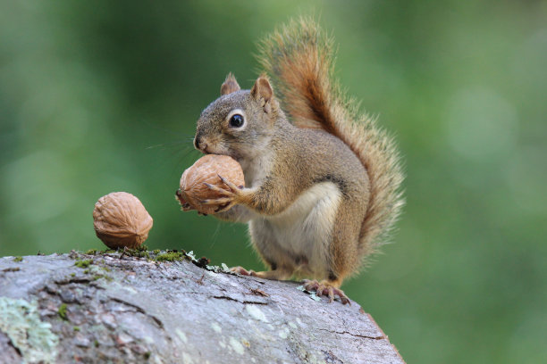 sciurus