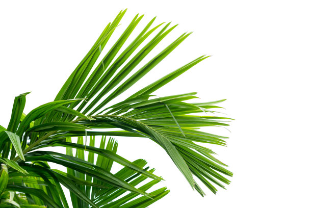 棕榈叶