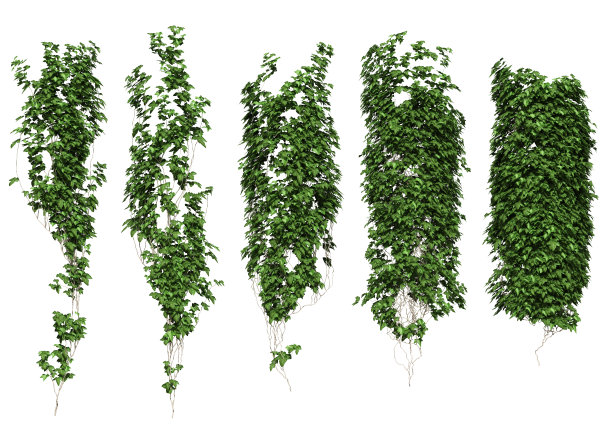 藤本植物