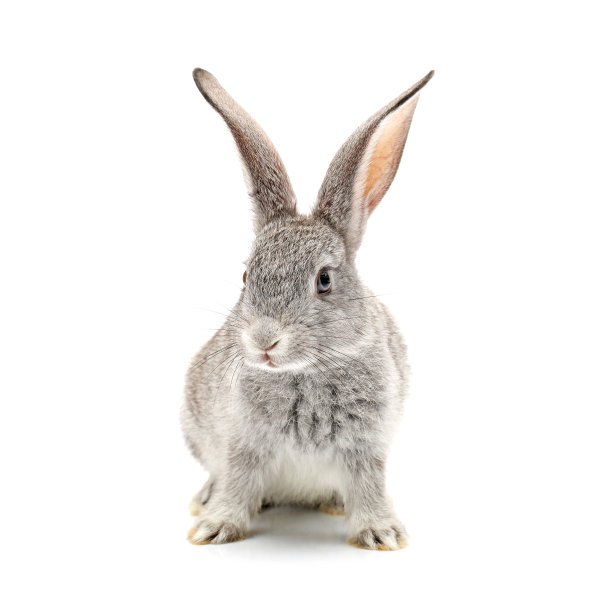 bunny