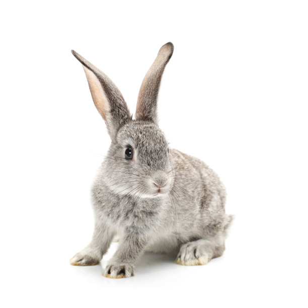 bunny