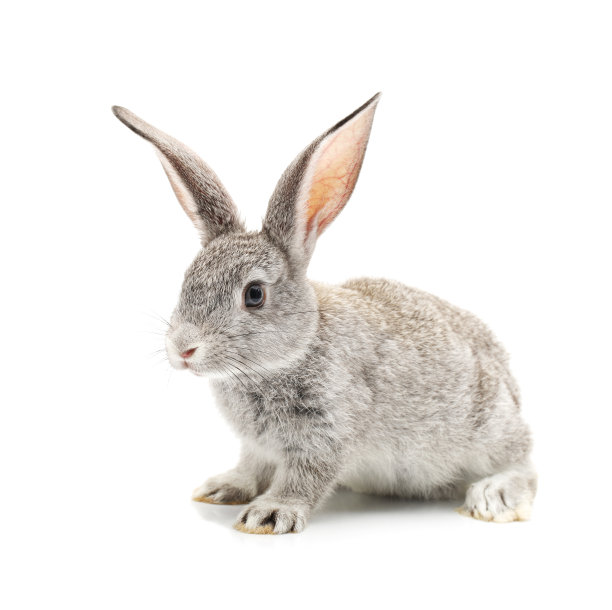 bunny