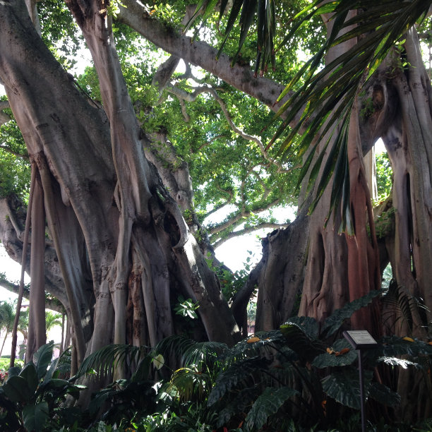 banyan