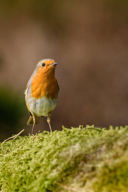 robin-chat