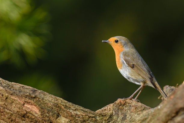 robin-chat