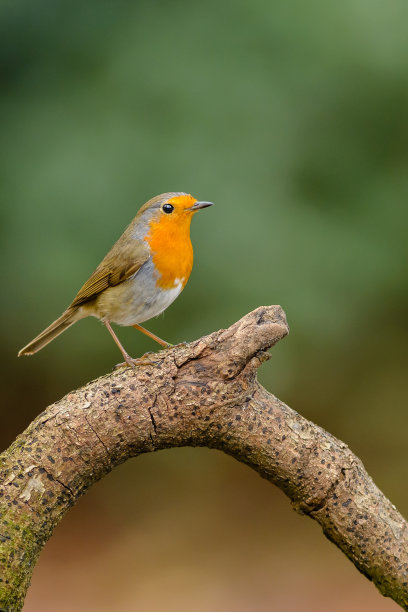 robin-chat