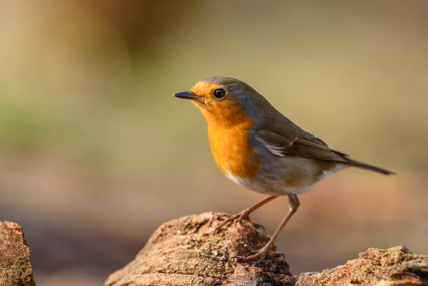 robin-chat