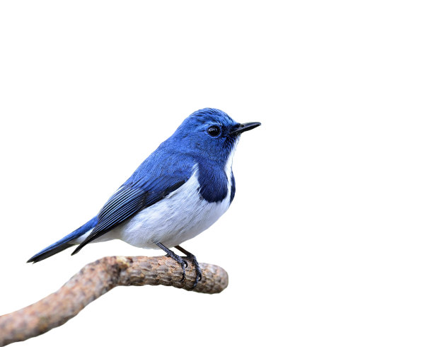 avian