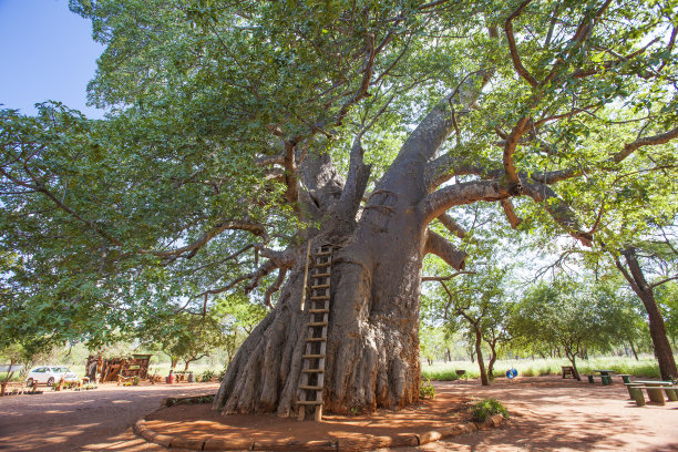 baobab