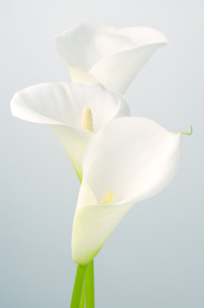 zantedeschia