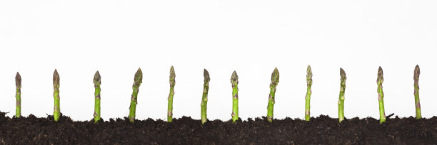 asparagus