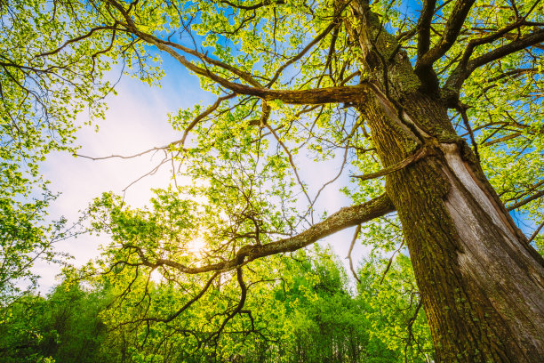 branch