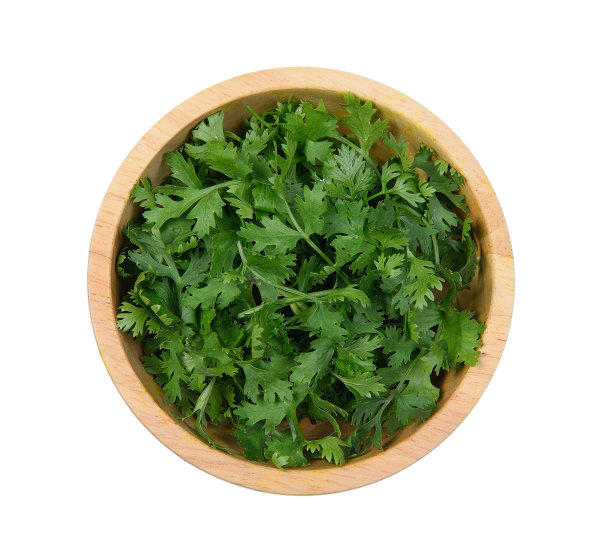 cilantro
