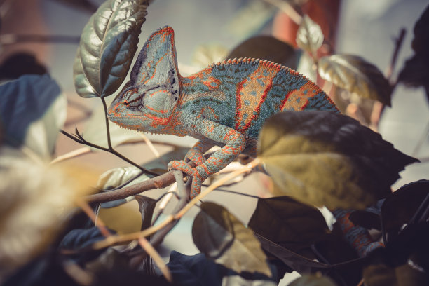 chamaeleon