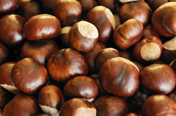 chestnut