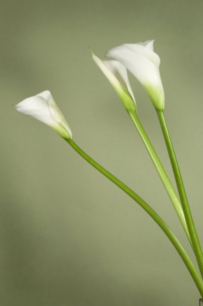 zantedeschia