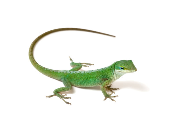 lizard