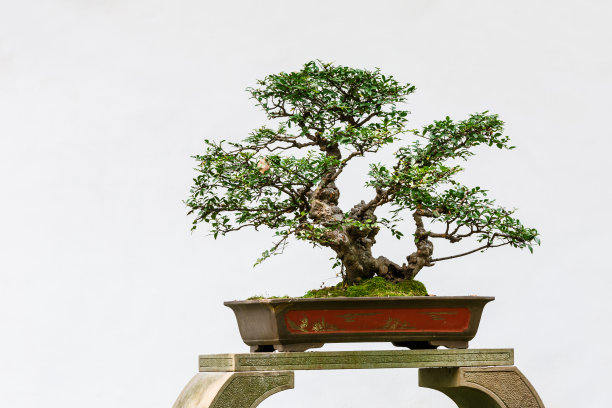 bonsai