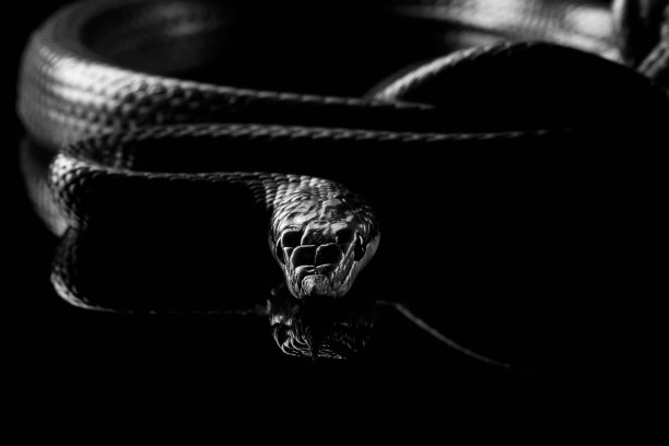 snake
