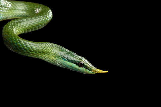 snake
