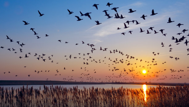 birds