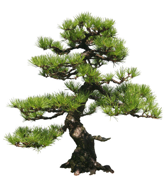 pinus