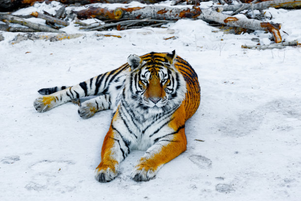 siberian