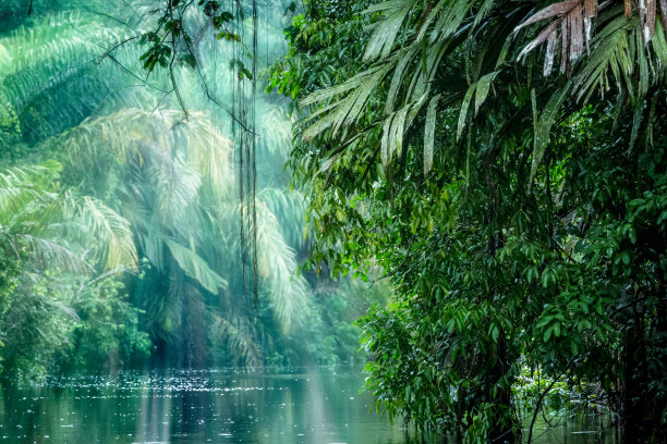 亚马逊雨林