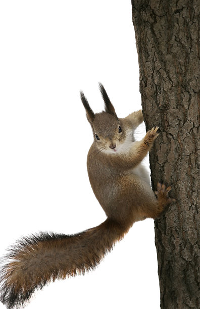 sciurus