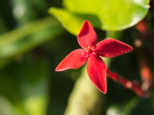 月季花花朵与花蕾