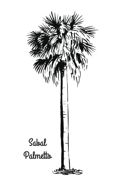 棕榈科植物