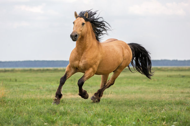 horse