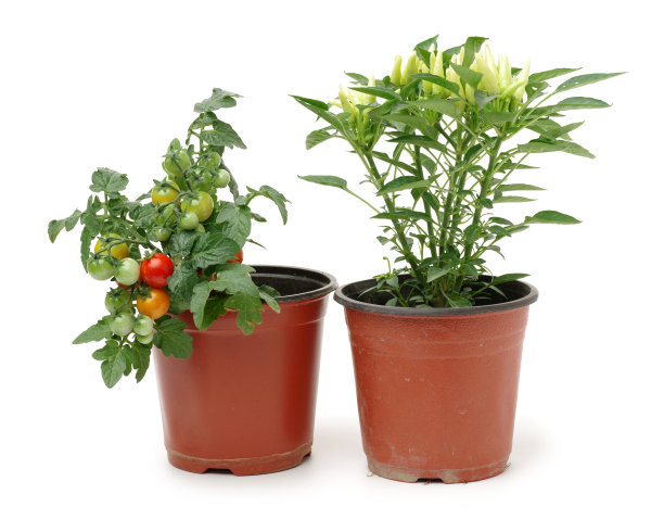 tomato
